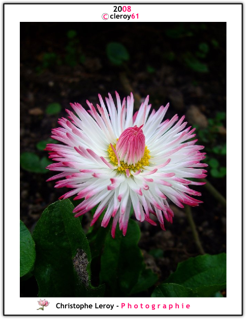 White and pink Daisy (Paquerette)