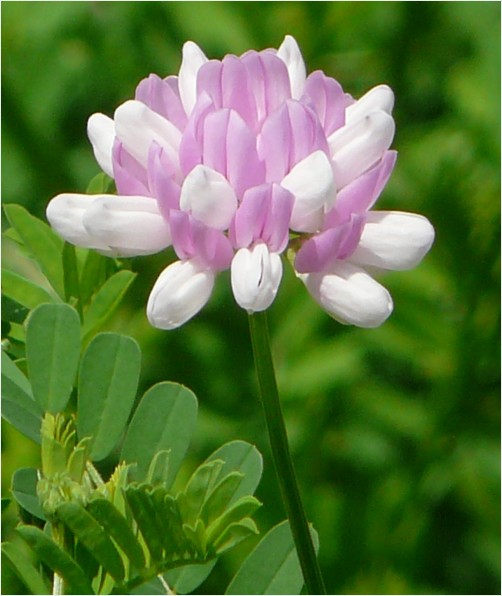 crown vetch bloom