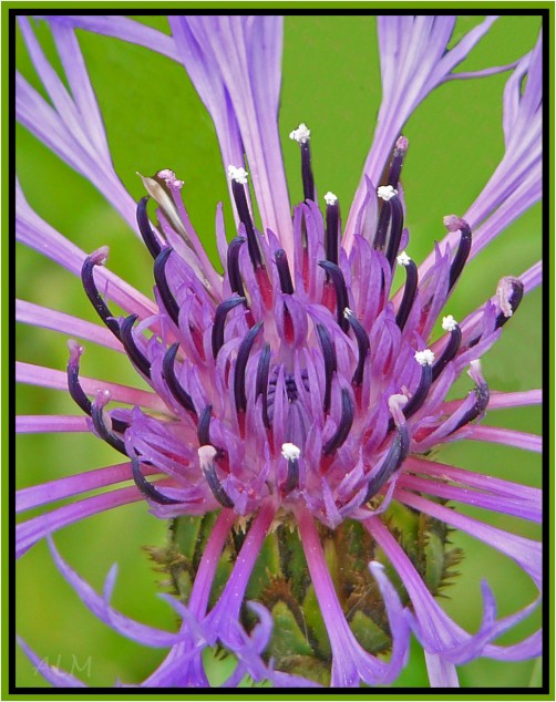 bloom macro