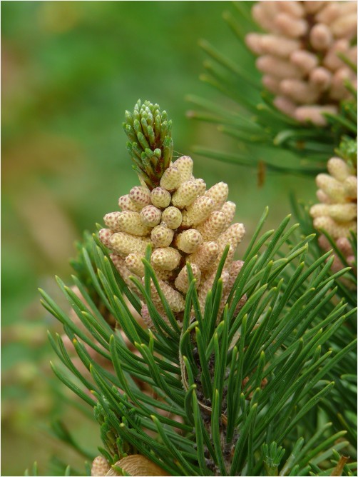 little pine cones