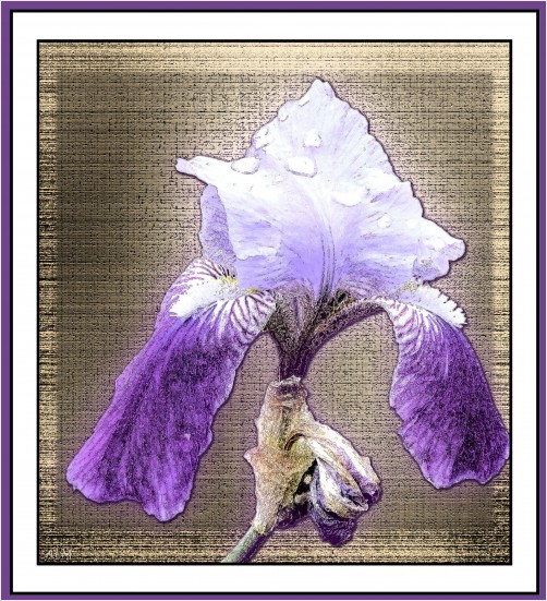 bloom edit 2 of 3