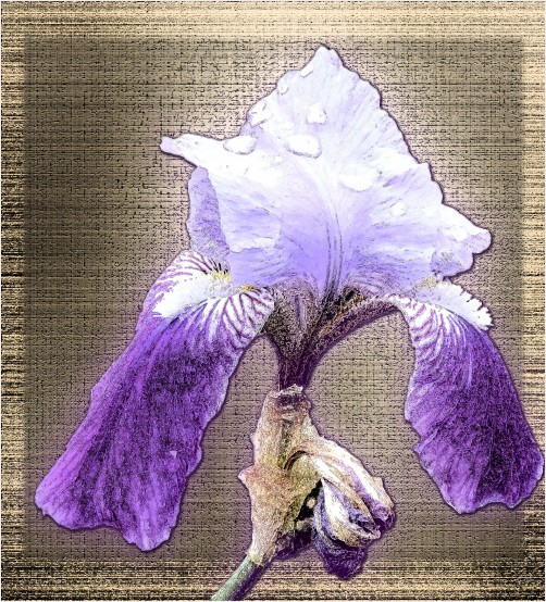 bloom edit 1 of 3