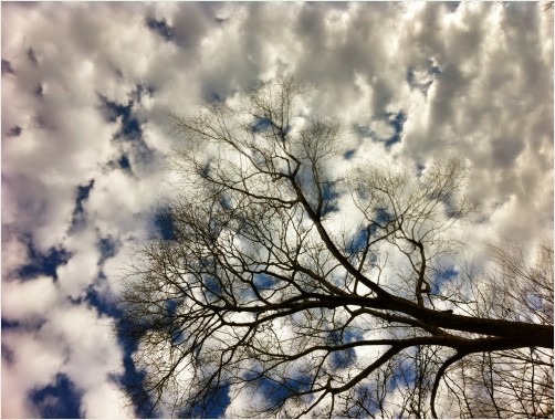 Single Tree Among The Clouds