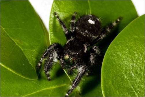Daring Jumping Spider macro Daring Jumping Spider macro