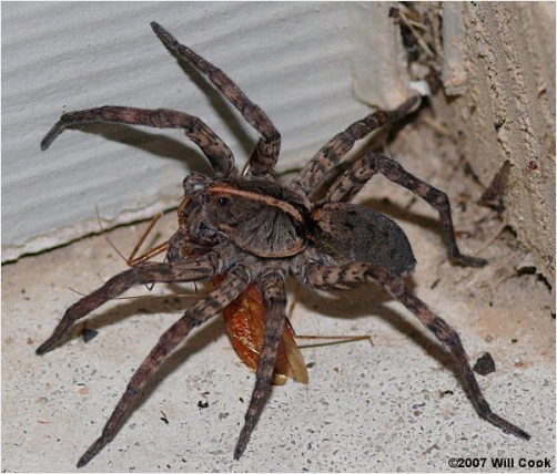 bigspider00982.jpg