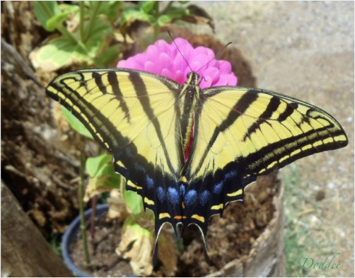 Swallowtail on Cup Plant