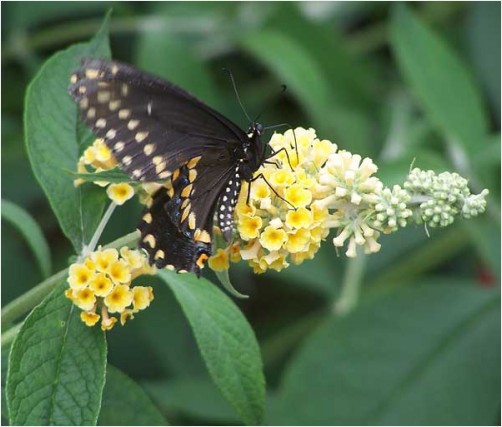 Black swallowtail butterfly female (Papilio, polyxenes)