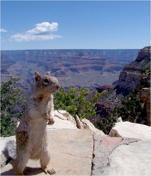 Hungry squirrels Grand Canyon South Rim