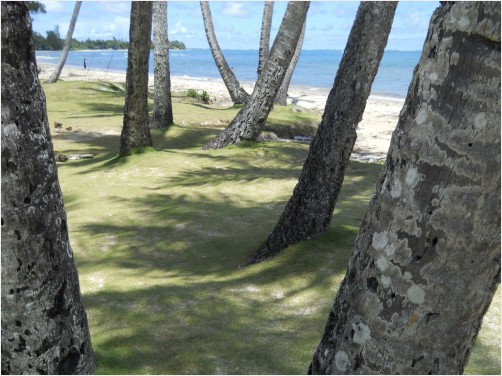 Coconut Trees at Punaluu