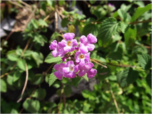 violet flower 20