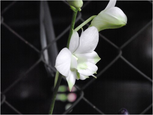 white orchid