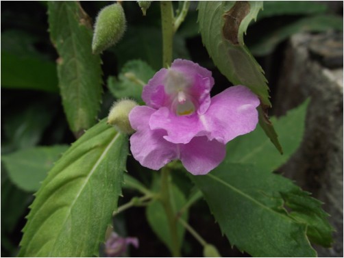 Flower 21Q