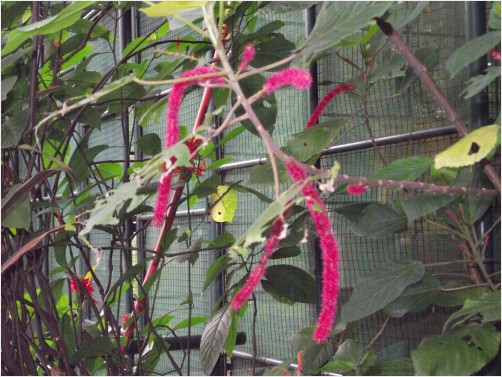 Chenille plant