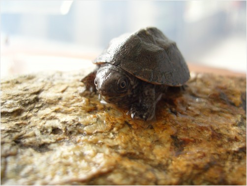 Baby Turtle