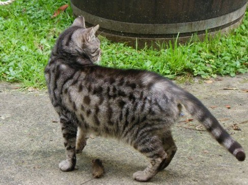 Mighty Hunter
