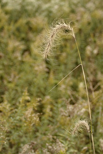 prairie grass