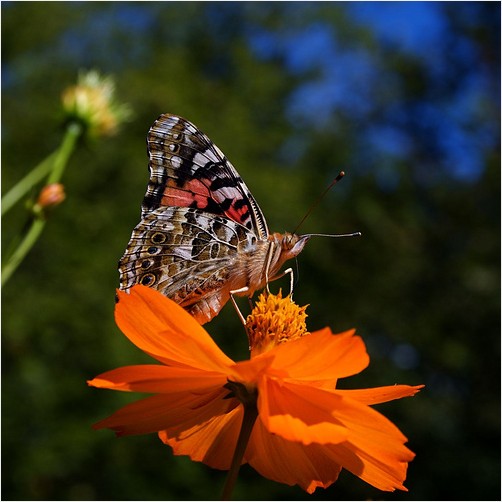 painted lady butterfly