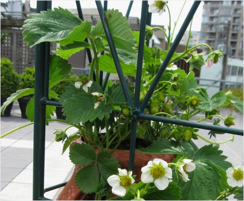 Day 147 Oodles of Green Strawberries May 27 Photoaday