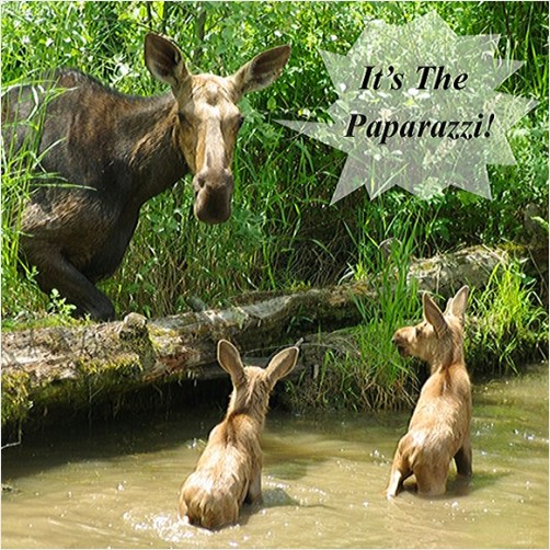 Day 171 It's the Paparazzi! June 20 Photoaday