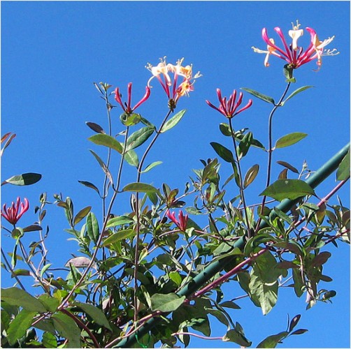 Day 238 Honeysuckle for the Blind Aug 26 Photoaday
