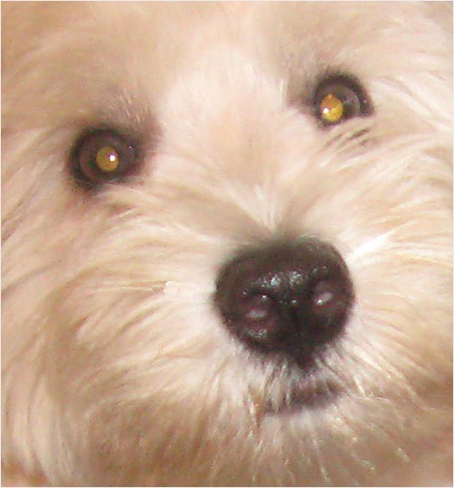 Day 38 Westie Visitor Feb 7/10 Photo A Day