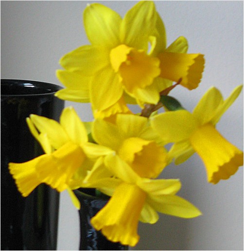 Day 50 Small Daffodils Feb 19/10 Photo A Day