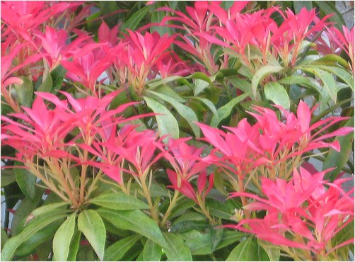 Day 81 Pieris Forest Flame Mar 22 Photoaday