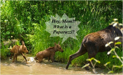 Hey, Mom? What is a Paparazzi?