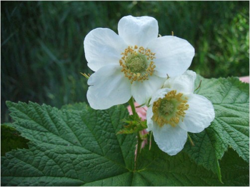 Wild Thimbleberry Flower