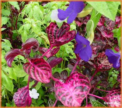 colored flowers