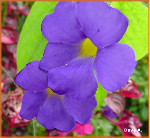 violet flowers