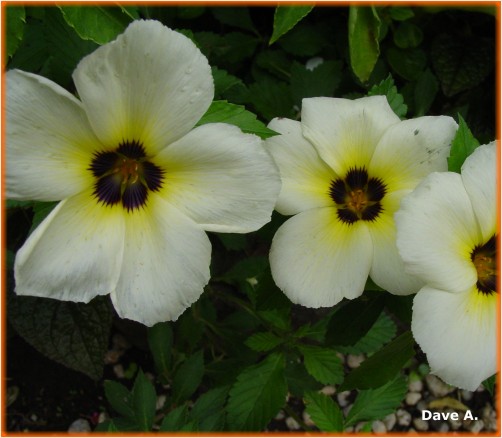 white flowers