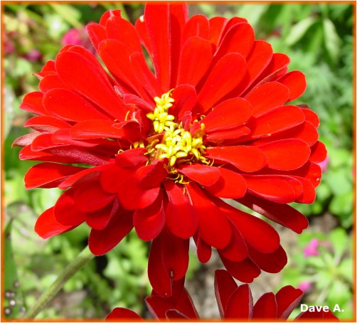 orange flower