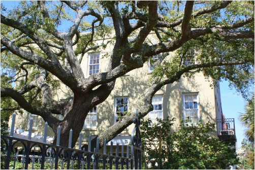 Ancient Oak