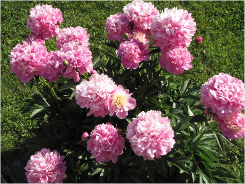 Peony bush in bloom