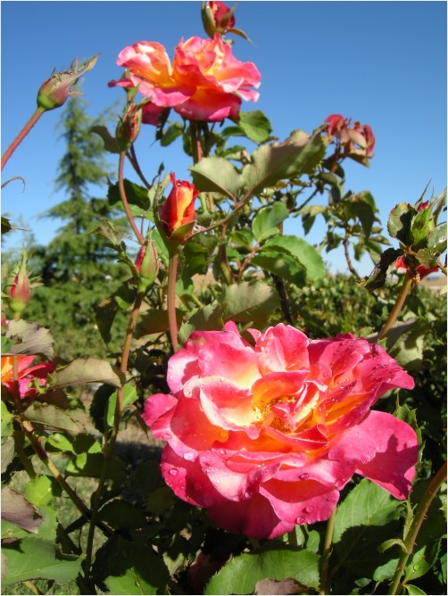 Roses 01