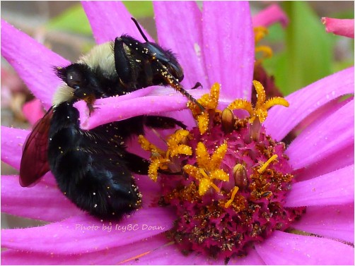 A Flower Bed For Bee