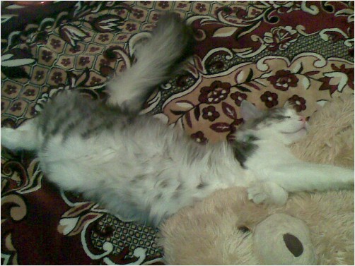cat playing with teddy bear