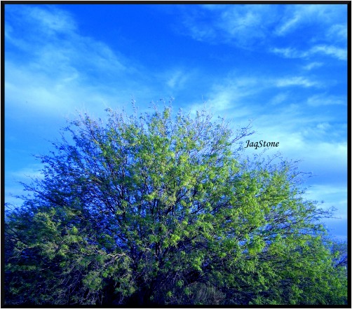Happy Trees!