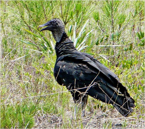 #Black #Vulture