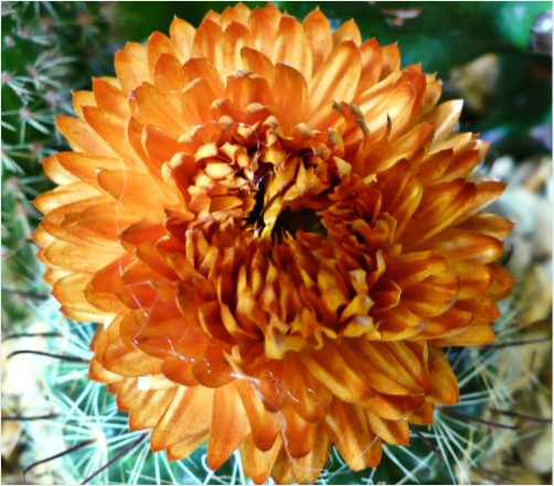 A cactus flower