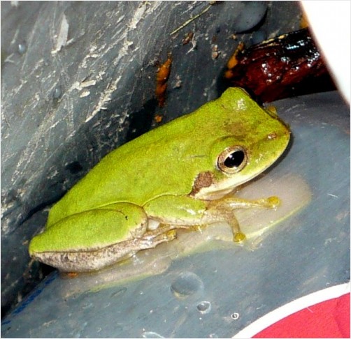 #Recycling #frog