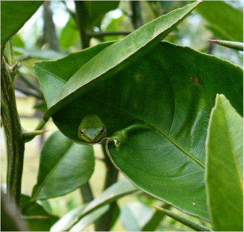 A #tiny #frog on a #leaf