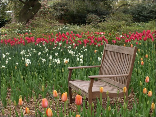 Garden Bench