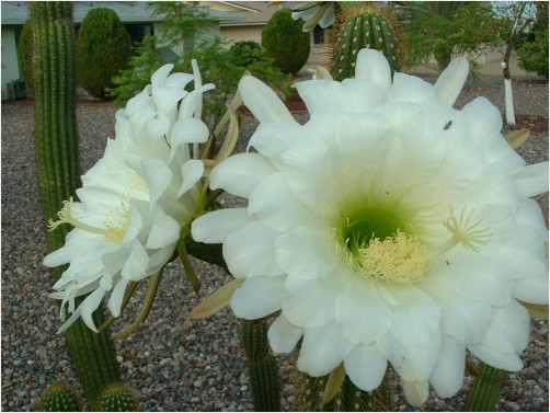Big flower