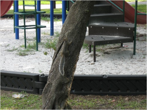 Squirrel