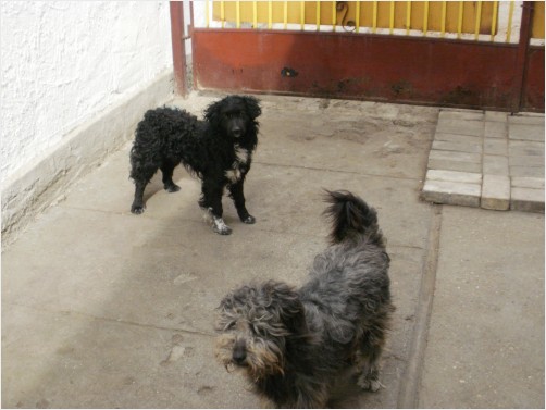Bogi and Buksi