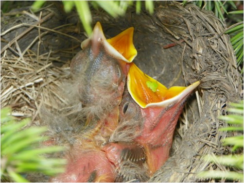 Baby Birds