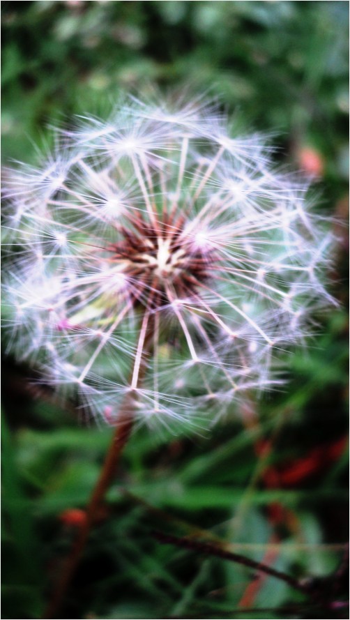 A dandelion seed head