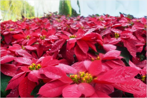 Poinsettias at the exposition